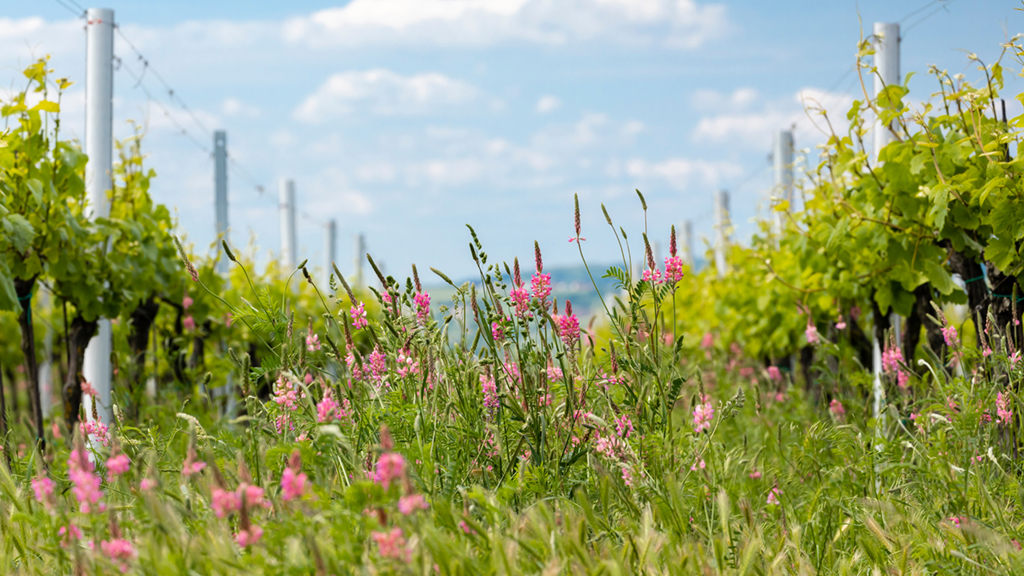 Fiori nel vigneto