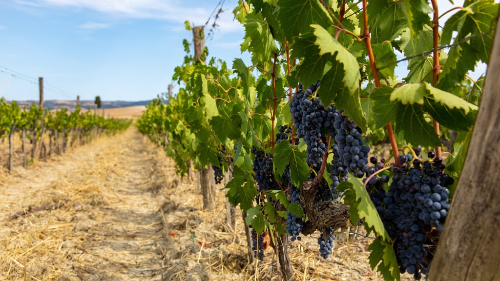 Vigne di Montalcino con filari in primo piano