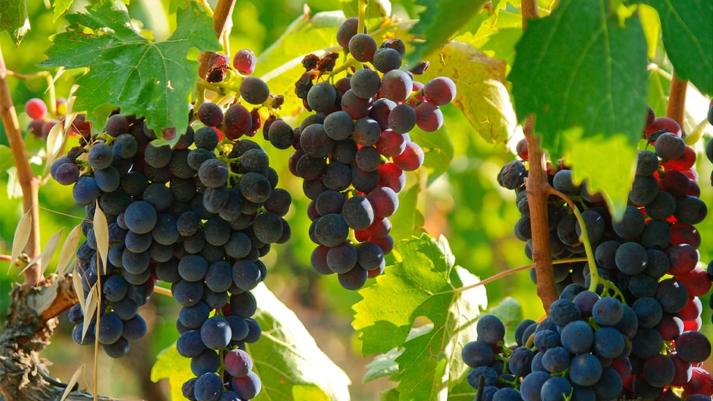 Uve rosse di Montalcino